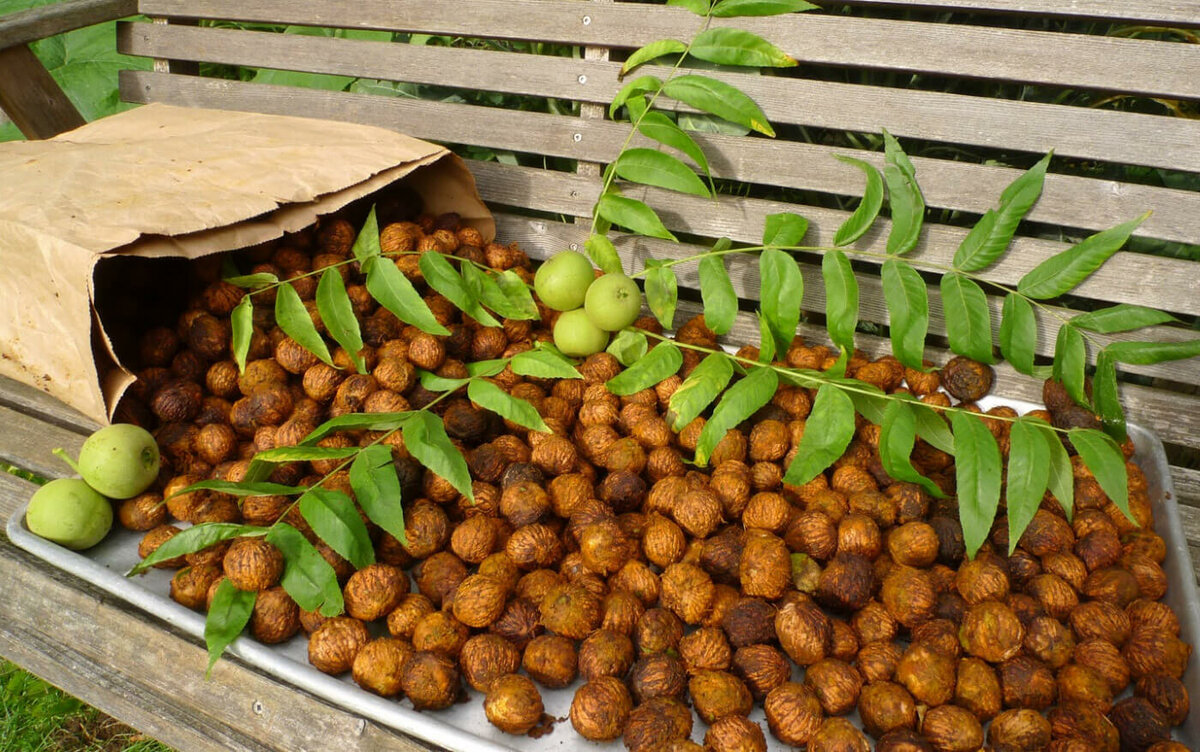орех маньчжурский (juglans mandshurica) фото