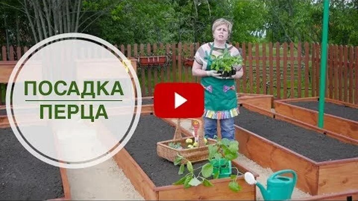 посев перца фото