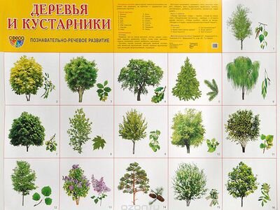 деревья и кустарники фото