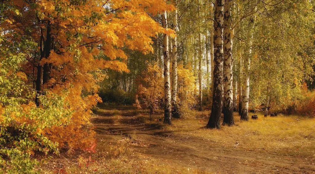 осенний лес бор фото