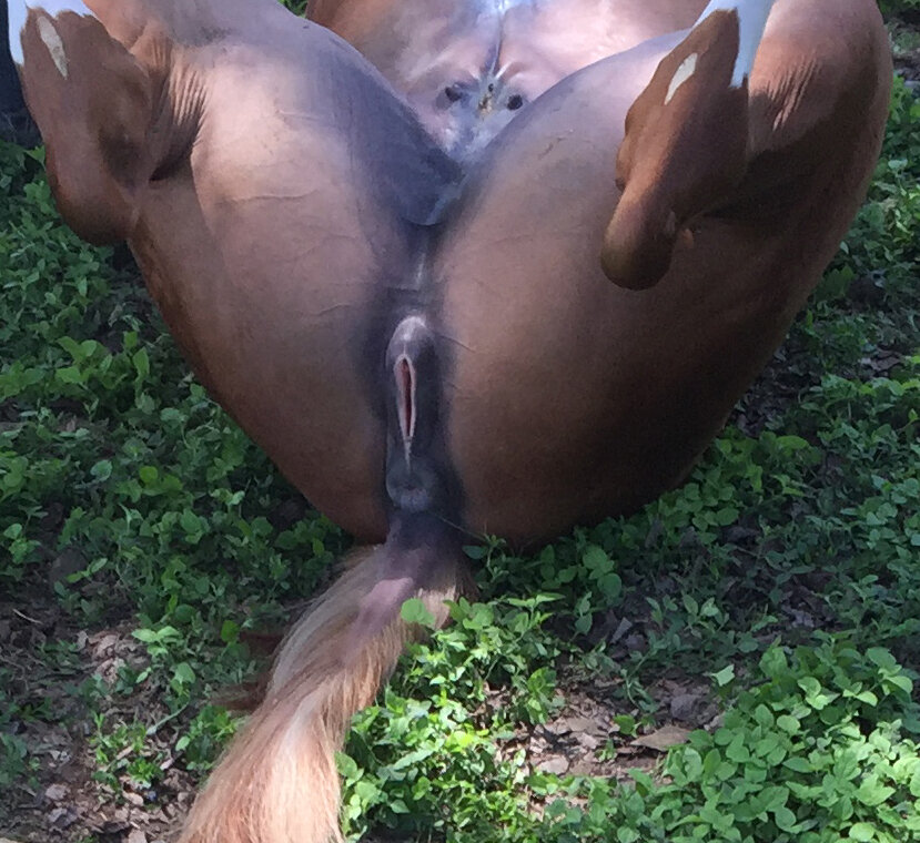 Horse pussy porn
