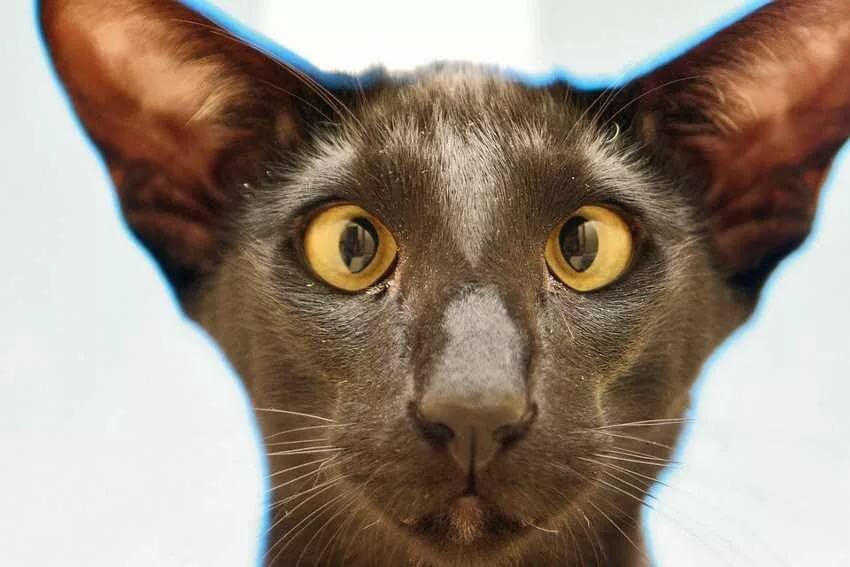 ������� �������� ��� �������� �� ���� ��� ��������