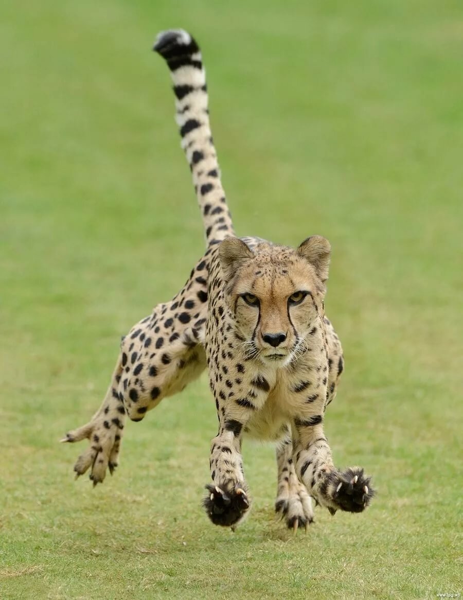 ������ ������� ��������, �������� ����� ���������������