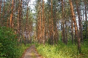 лес сосновый бор фото