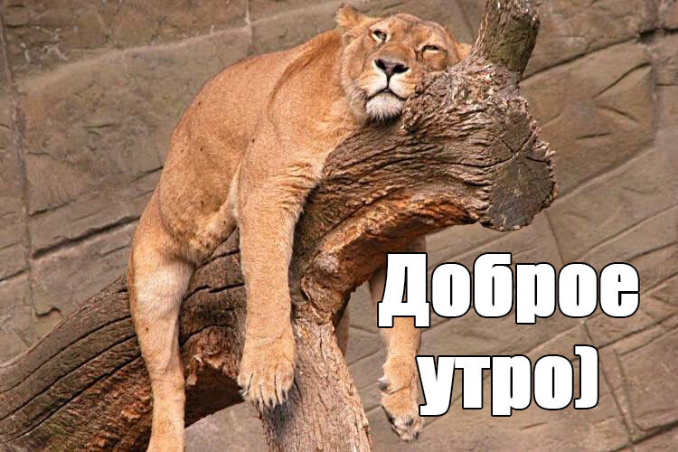 smeshnie-kartinki-dobroe-utro