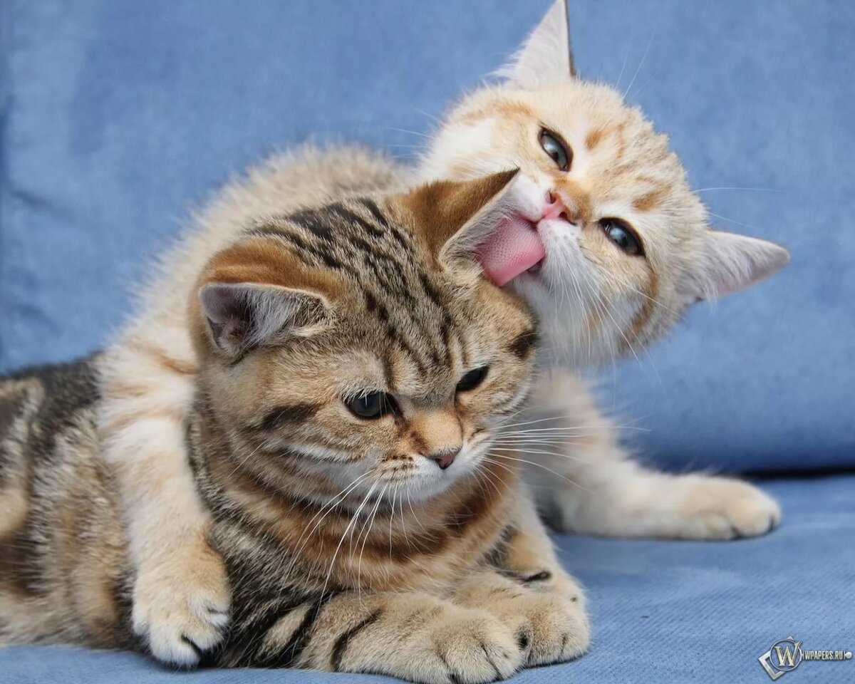 �������� �������� ����