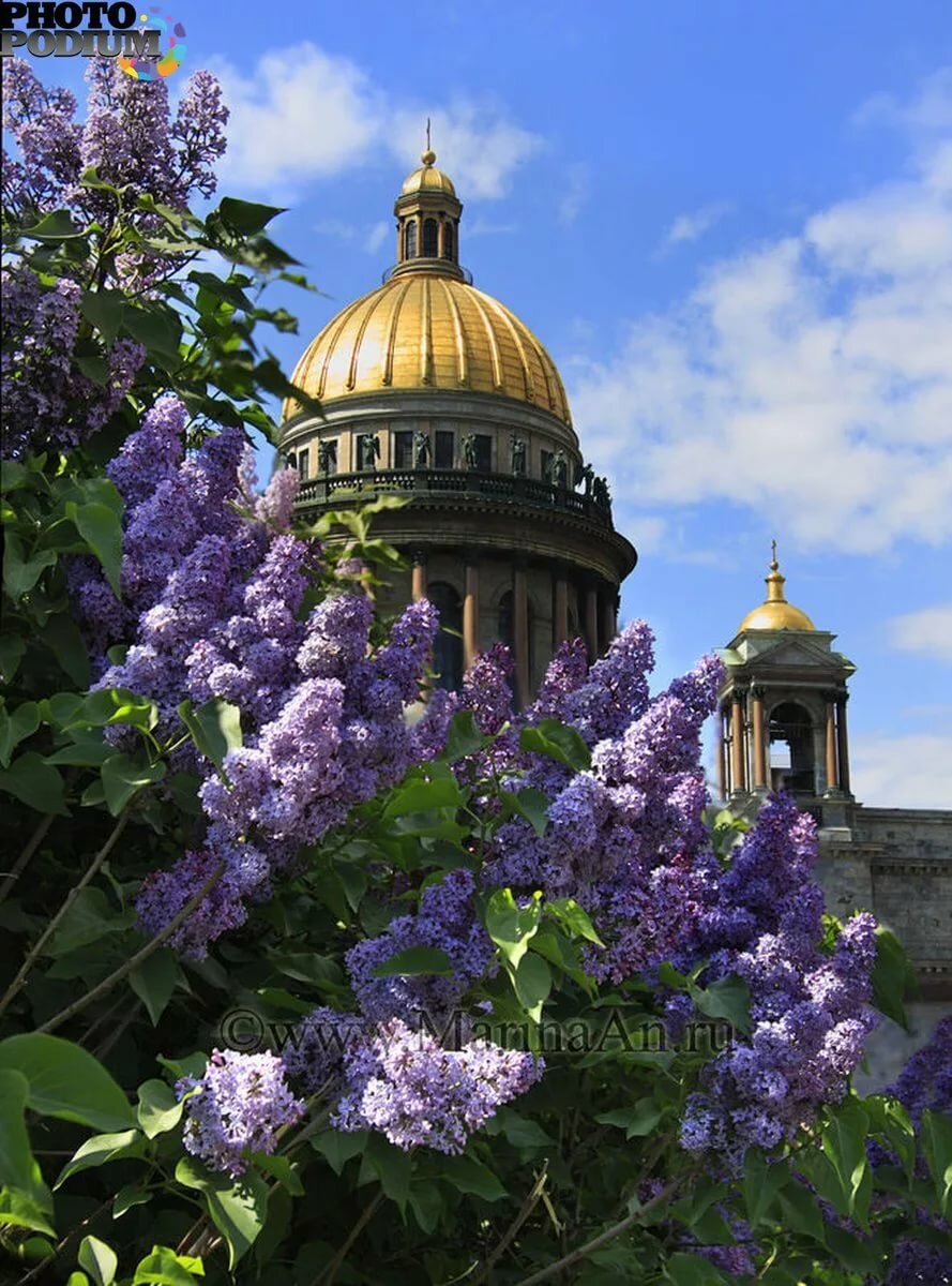 сирень в санкт-петербурге фото