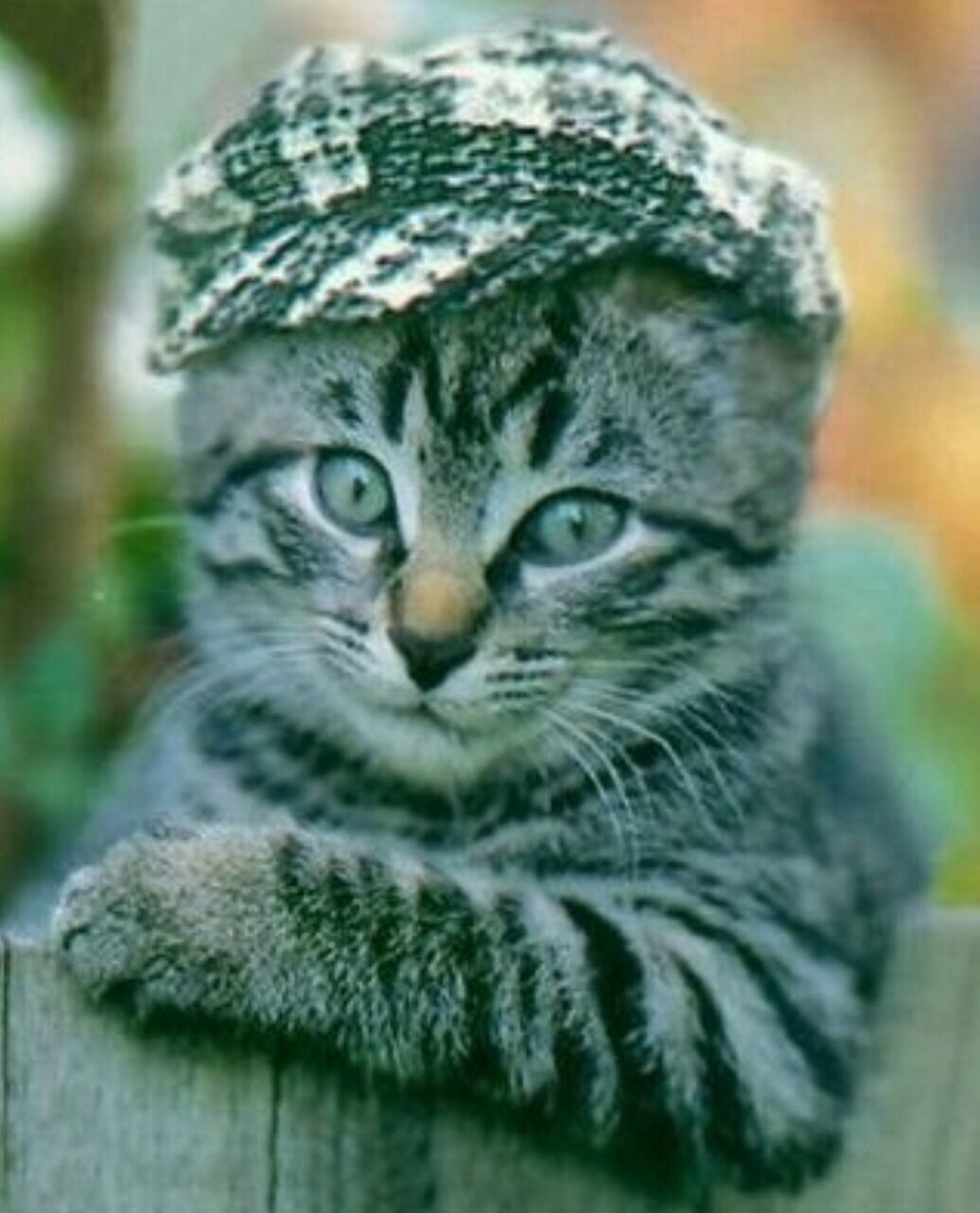 �������� ������ ������ ����������, �������� �����