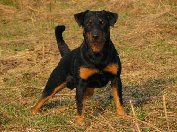 порода ягдтерьер фото