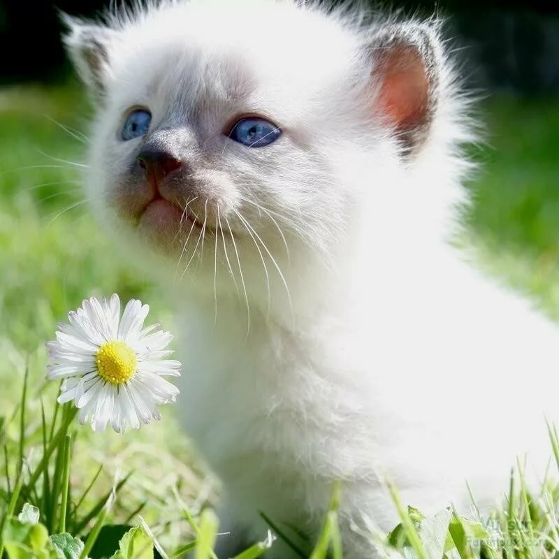 ���� ���� ������� ��������, ����� ����