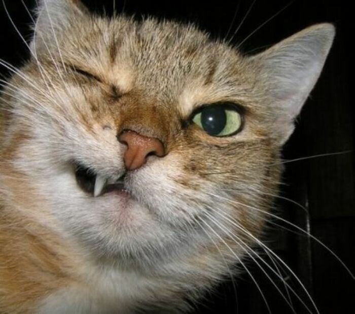 ������� �������� ��� ���