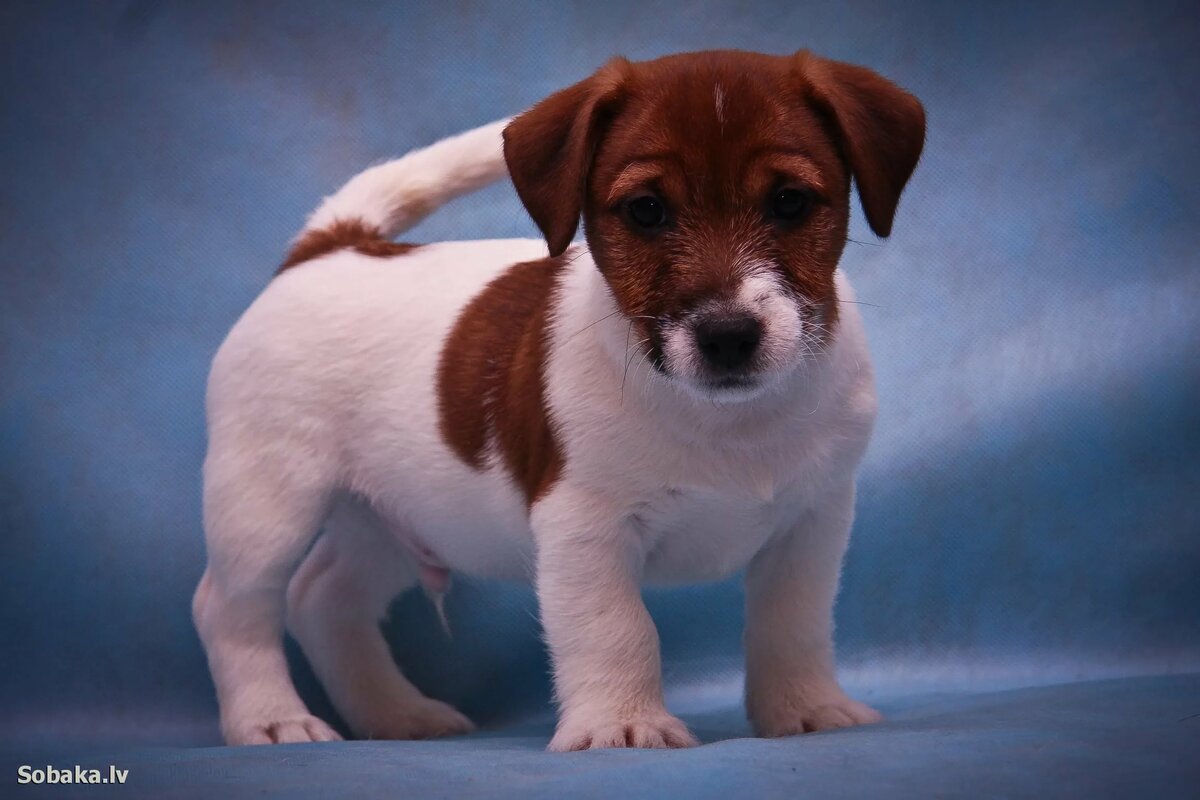 Картинки щенок джек рассел терьера
