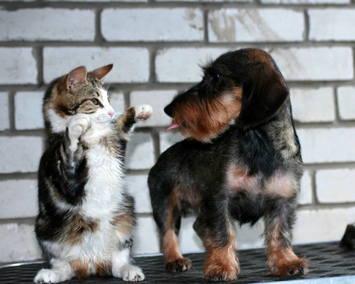 �������� �������, ��� � ��� ������� � ������� ��������