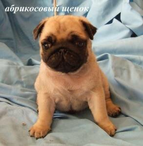 мопс фото