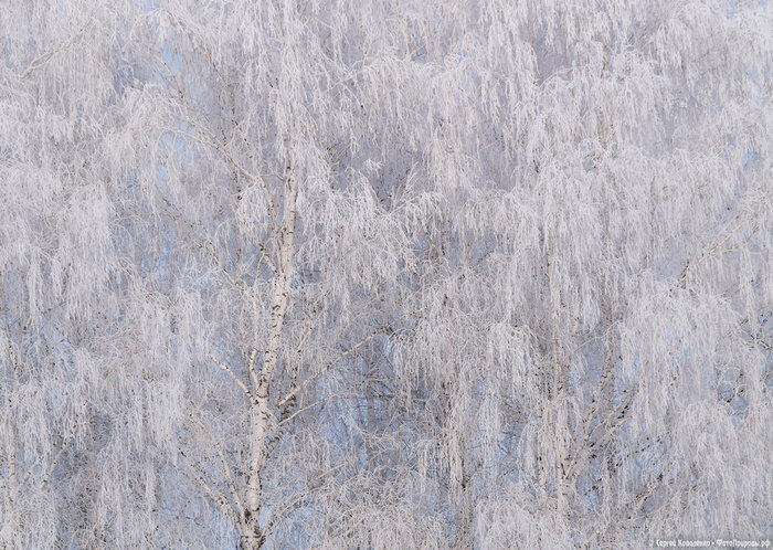 береза зимой фото