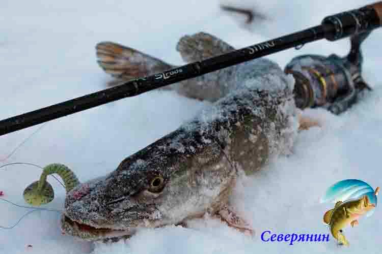 зимний спиннинг фото