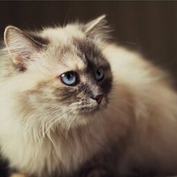 невская маскарадная кошка фото