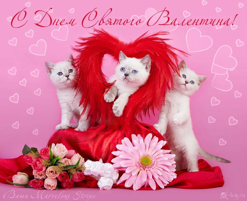 �������� � ���� ���������� 14, �������� ���� ��������