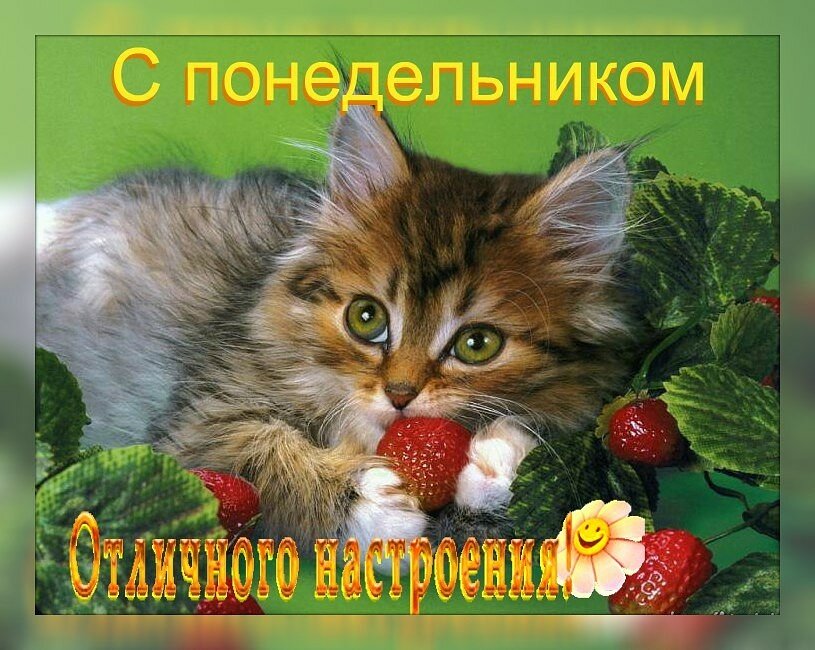 ������� ���� ������������ �������� ����������