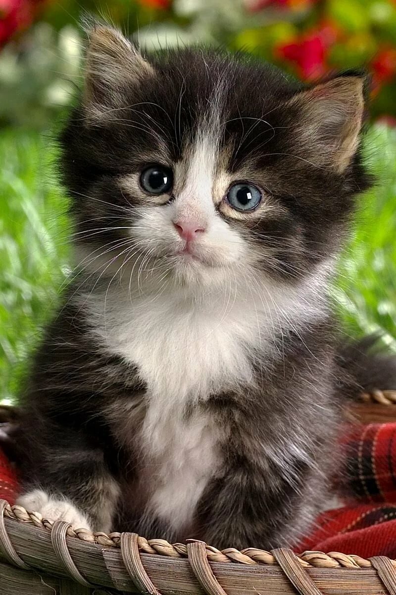 ������� �������� 240 320