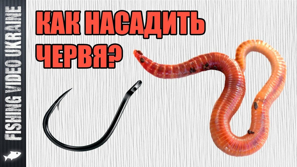 правильное насаживание червяка на крючок фото