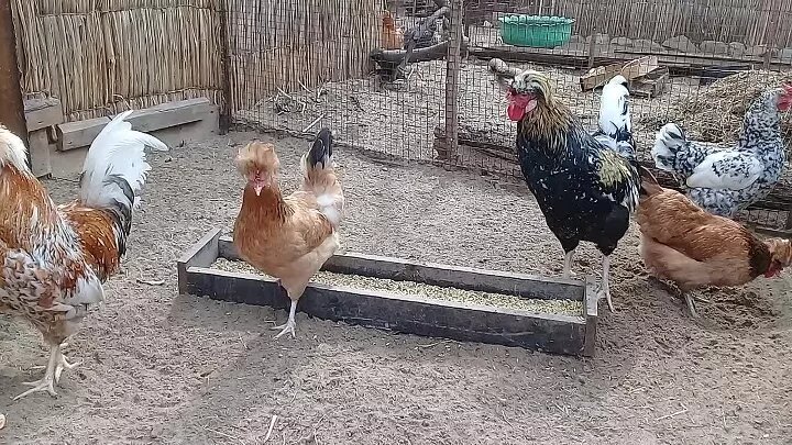 куры несушки фото