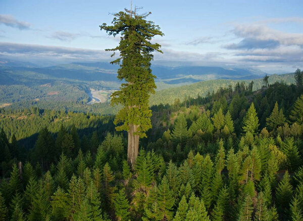 самое высокое дерево фото