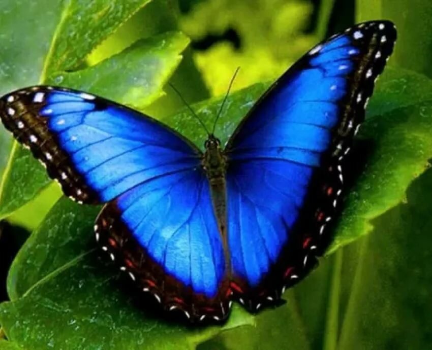 �������� ������� �������� �������