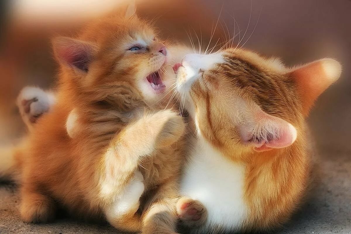 ������ �������� � ��������, ������� ������� ��������