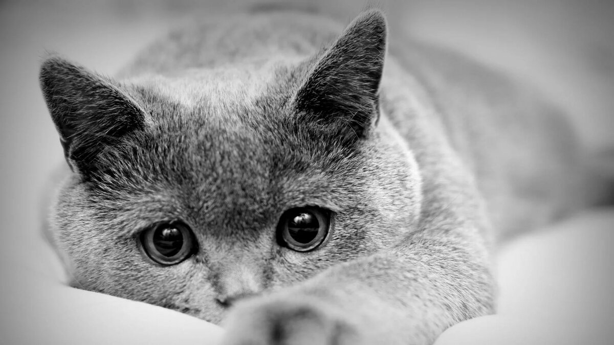 грусть котик фото