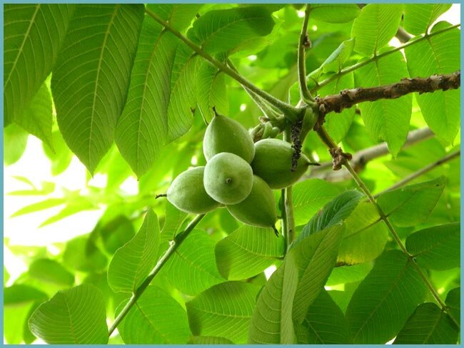 орех маньчжурский juglans mandshurica фото