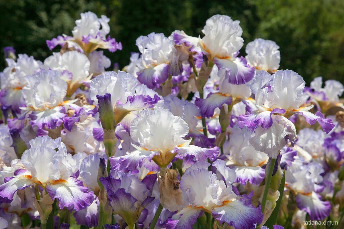 Ирис фото и описание кустарника