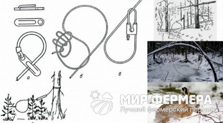 охотничьи ловушки и самоловы на зайцев фото