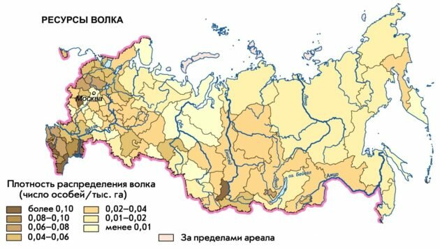 ореол обитания волков в россии фото