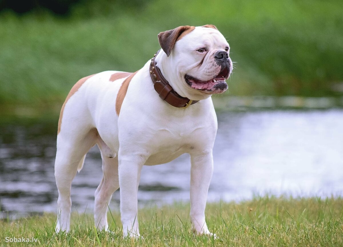 Hoobly washington bulldog