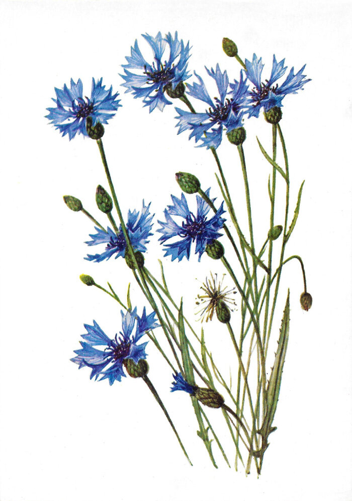 �������� �������� ����� ��� �����, ������