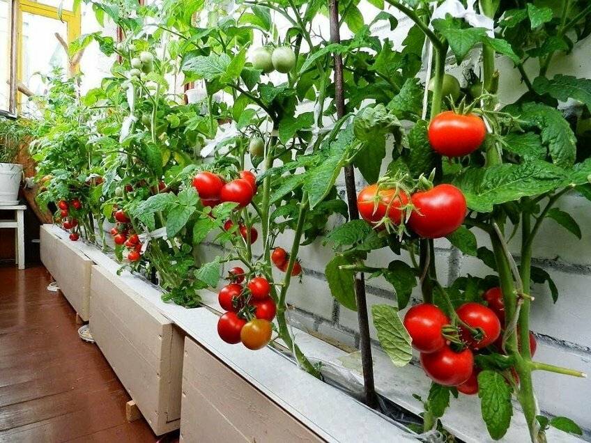 выращивание огурцов и помидоров в квартире