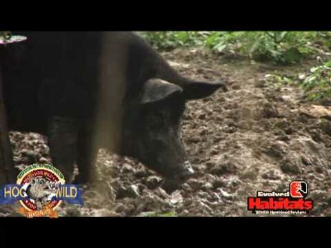 дикий кабан фото