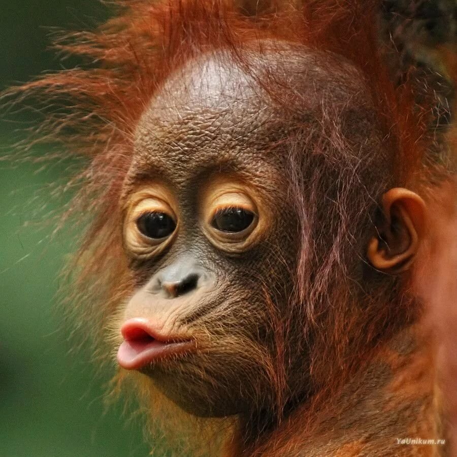 Прикольные открытки с мартышками