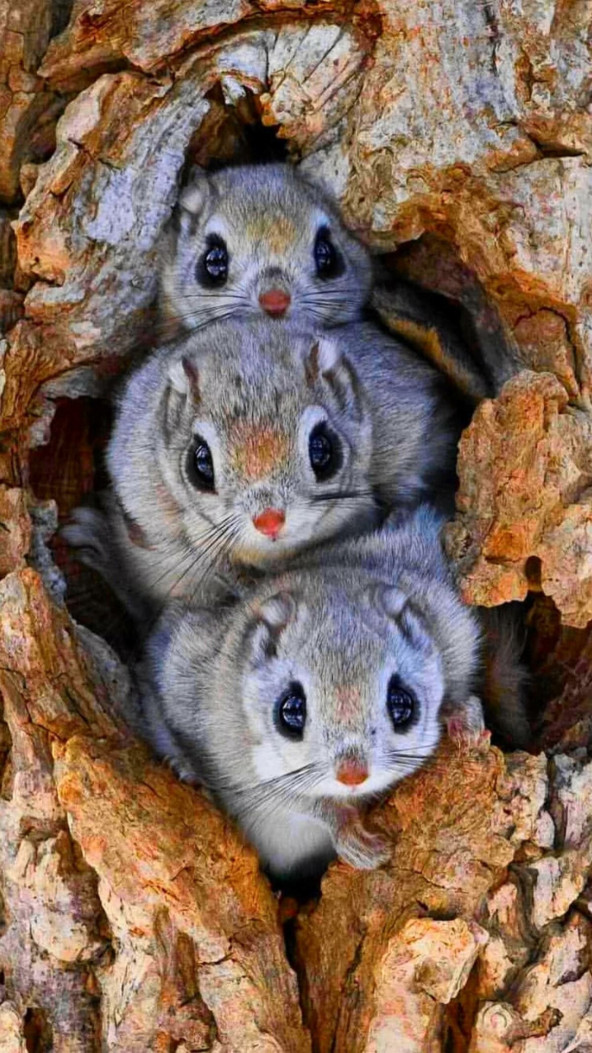 32320d078aa81f3 a nw p 1