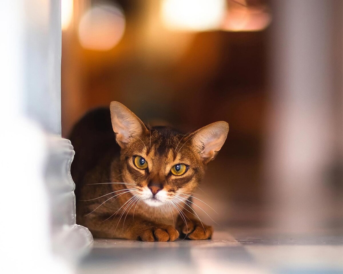 Абиссинская кошка фото