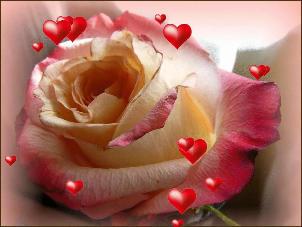 Открытки картинки розы любовь