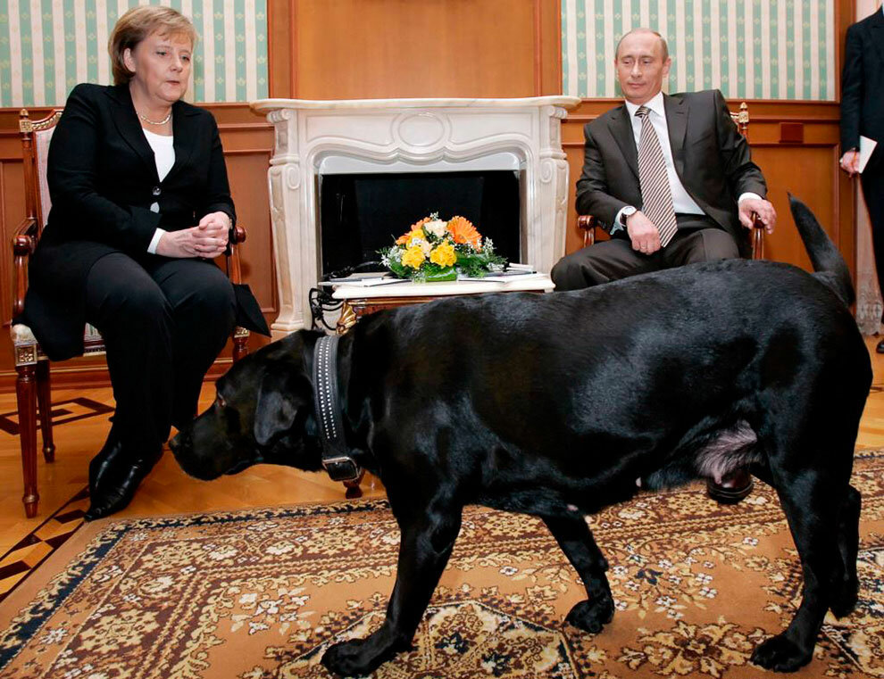 лабрадор путина фото