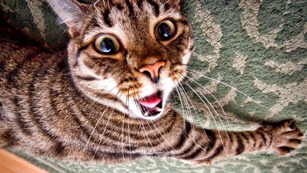 ���������� ��������, �������� ���������� ������� ����