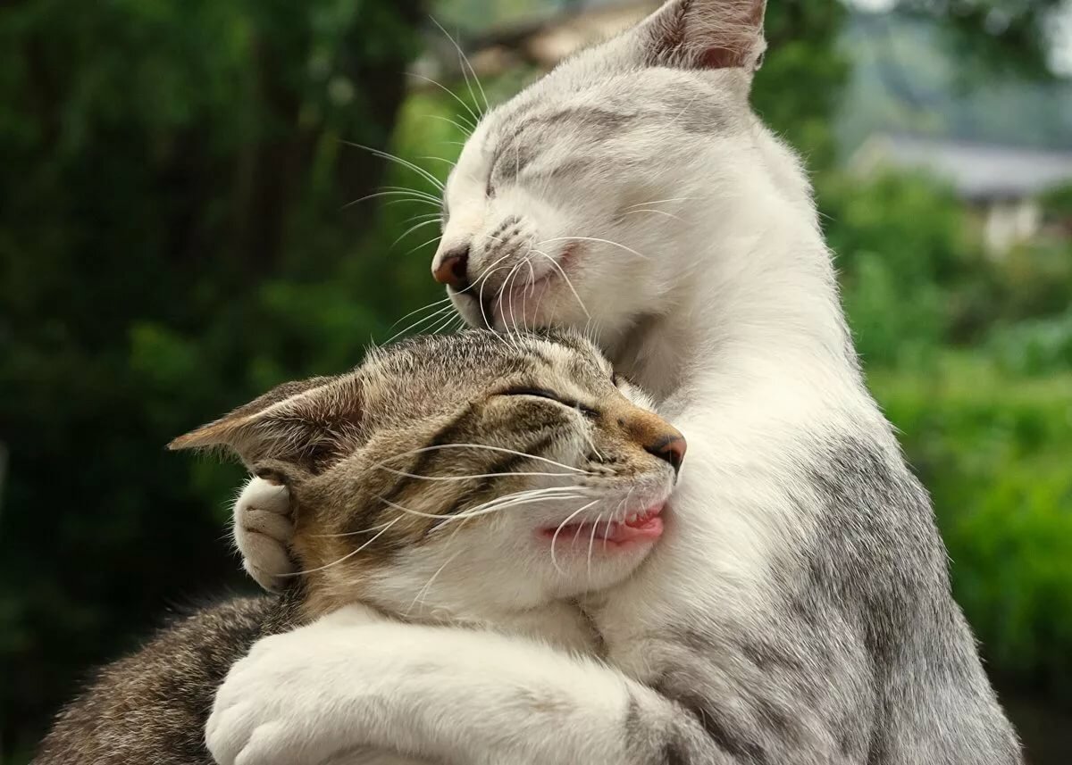 ���� ����, ���������� �������� ���������