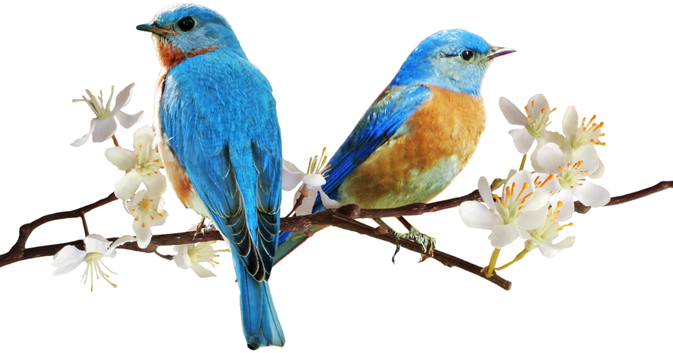 Группа &quot;Ладушки&quot;: Встречаем птиц