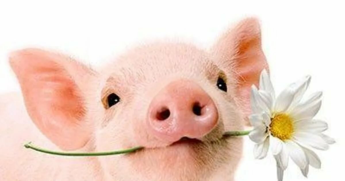 �������� �� ������� �� ���� ��������