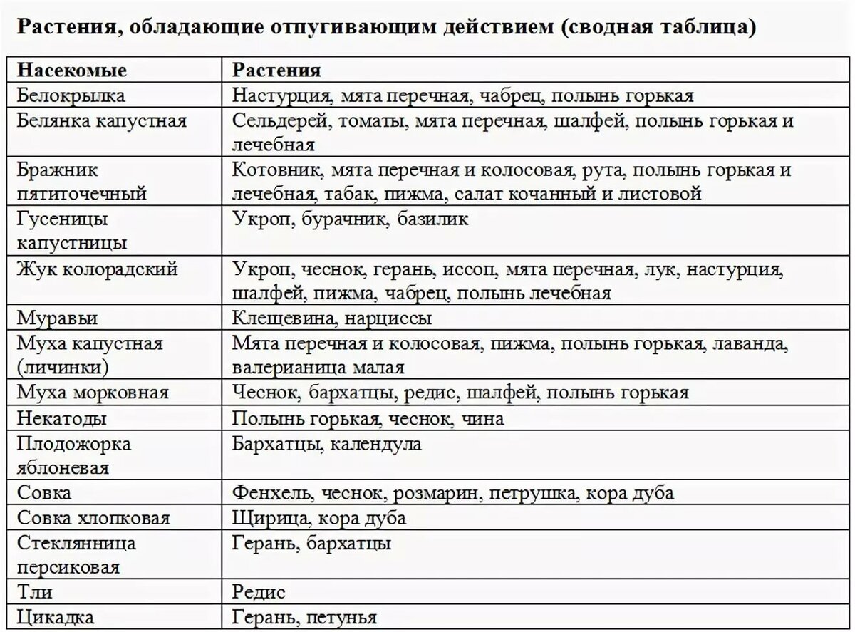 какие растения отпугивают белокрылку