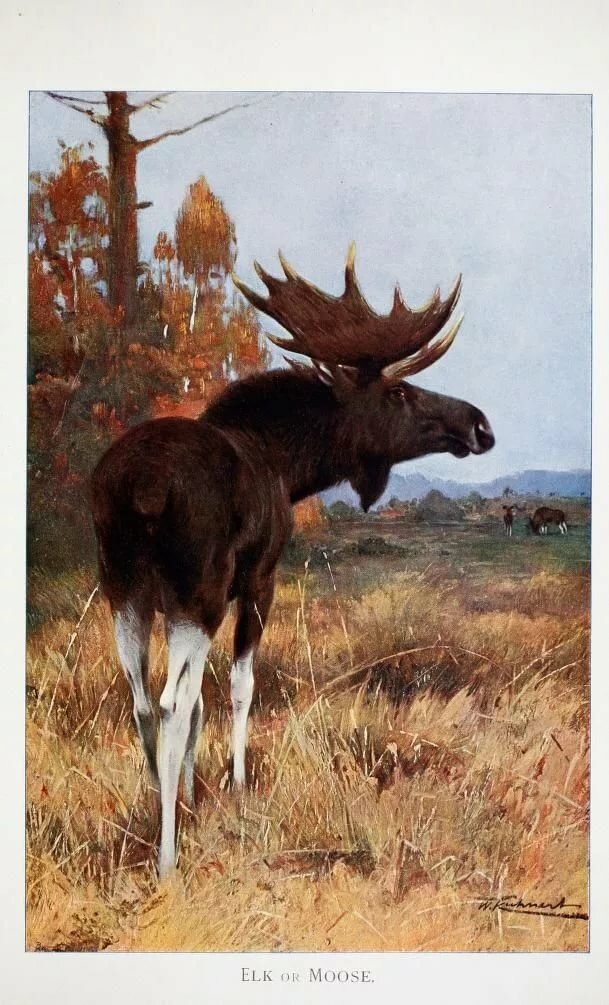 Moose, Wild Life of the World, Richard Lydekker, 1916. Kingdom Animalia: Natural History Pinterest Животные, Лось and Млекопитаю