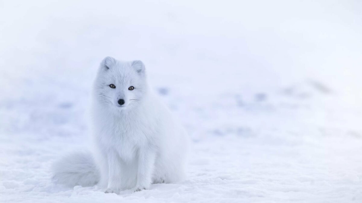 Arctic Fox Iceland UHD 4K Wallpaper Pixelz